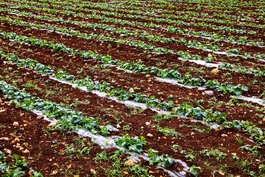 Field belonging to Aiman Mohammed Omar Dararmi, a client of ACAD Finance, in Ras al Farrah, West Bank, Palestine.