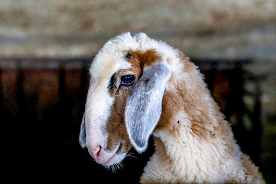 Aiman Mohammed Omar Dararmi's sheep farm in Ras al Farrah, West Bank, Palestine, financed by a loan from ACAD Finance.