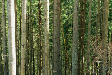 Fototapeta na wymiar dense forest