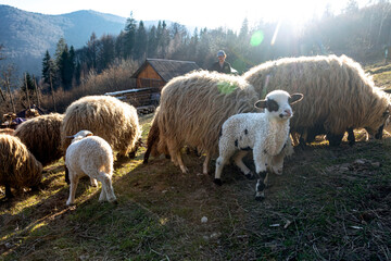 Sheep and lambs graze in the mountains in the rays of the setting sun