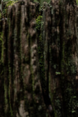 Moss Grows Through the Crack of Rotten Post