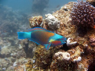 Fototapeta na wymiar Red sea sea parrot, trigger, and lion fish 