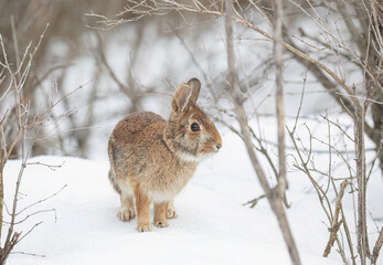Eastern cottontail rabbit sitting in the snow in a winter forest in Canada