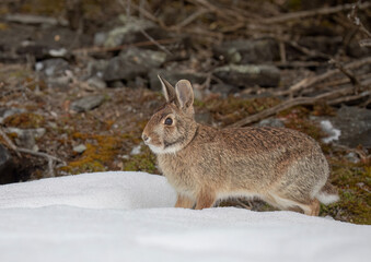 Obraz premium An Eastern cottontail rabbit sitting in a winter forest.