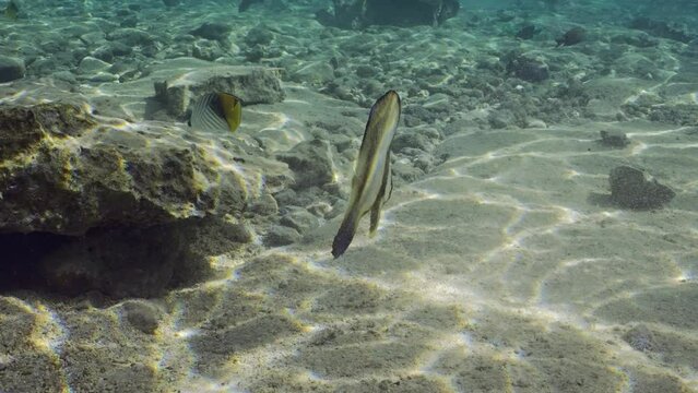 Baby Bat fish swims over seabed in sunrays, slow motion. Juvenile Batfish (Platax orbicularis) swimming over rocky bottom on bright sunny day in sunshine