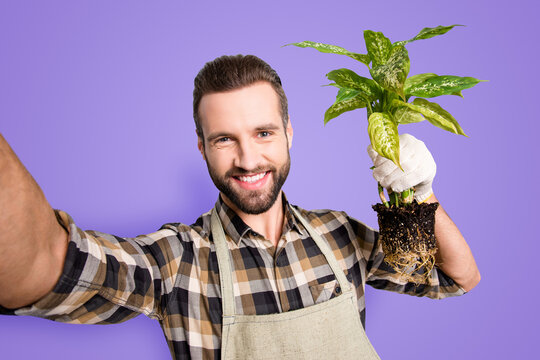 Self portrait of cheerful joyful florist with stubble shooting selfie on front camera during break, rest, pause, showing house diffenbachia with soil, isolated on grey background