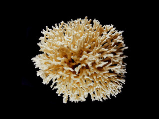 coral animal isolated