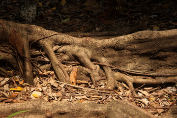 Natural strong and big tree trunk with a lot of roots above the ground. Tree growing on dry soil land isolated photo landscape template.