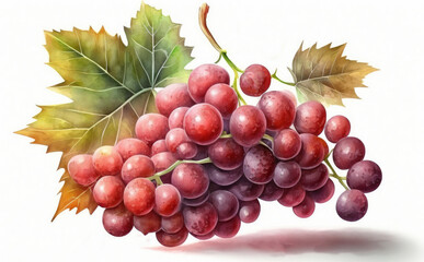 Obraz premium drawn red grape on white background watercolor fruit organic food illustrations Generative AI