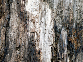 Wood background
