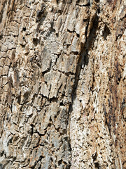 Wood background