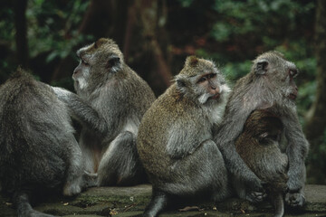 Monkey family at the Sacred Monkey Forest in Ubud, Bali.