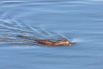 A Muskrat Swins with a Stick in its Mouth