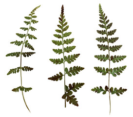 Bubble brittle, a medicinal plant listed in the Red Book, more common in the Caucasus, similar to a...