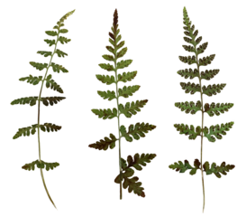 Bubble brittle, a medicinal plant listed in the Red Book, more common in the Caucasus, similar to a fern. Dried in the herbarium in the collection of three sprigs