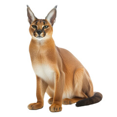 Obraz premium caracal isolate on background