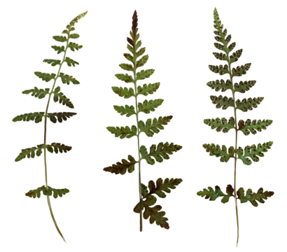Bubble brittle, a medicinal plant listed in the Red Book, more common in the Caucasus, similar to a fern. Dried in the herbarium in the collection of three sprigs