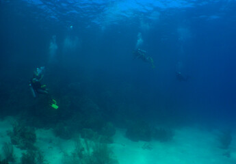 some divers in a coral reef with crystal clear waters