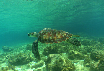 Obraz na płótnie Canvas a green turtle in its natural environment in the caribbean sea