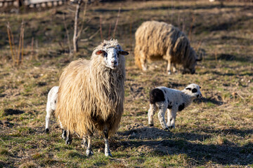 Fototapeta premium A herd of sheep are standing in a field and one of them is facing the camera