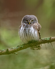 Eurasian pygmy owl deep in the forest