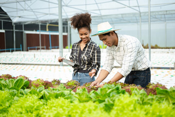 Asian farmer using hand holding tablet and organic vegetables hydroponic in greenhouse plantation. Female hydroponic salad vegetable garden owner working. .