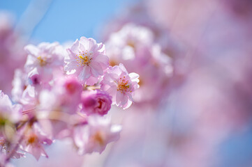 春風薫サクラかな
