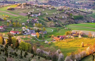 Romantic view of fields with traditional ecological cultivation. Spring blooming landscape with lush greenery. Beautiful view of green fields and meadows at sunset  © Ivan
