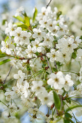 Blooming fruit tree in the garden.