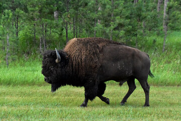 American Bison Walking Through a Grass Field