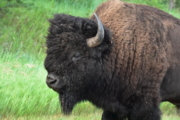 Gorgeous American Buffalo Up Close and Personal © dejavudesigns