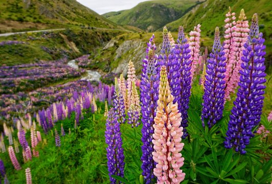 Lupine flowers in full bloom along Lindis Pass in New Zealand.