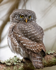 Eurasian pygmy owl portrait in the forest