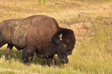 Wandering American Buffalo in Tall Grasses in the Summer