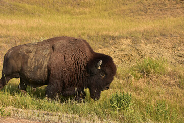 Obraz premium Bison Meandering in a Grass Filled Field