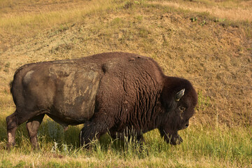 Large Meandering Bull Buffalo in Prairie Grasses