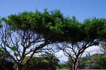 Plettenberg Bay