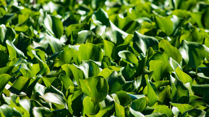 Water Hyacinth in wetlands