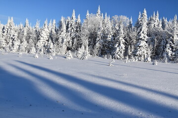 A snowy forest under a blue sky, Québec, Canada