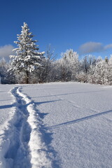 A snowy forest under a blue sky, Sainte-Apolline, Québec, Canada