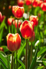 Obraz premium red tulip flowers in the garden the nice day on garden tulip