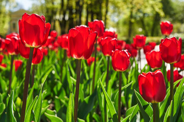 Naklejka premium Field of red tulips.Colorful tulip flower field, in full bloom.Lots of red tulips. The concept of landscape design in the spring, gardening, decorating homestead