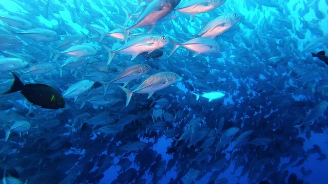 dish everywhere. school of jackfish in the ocean