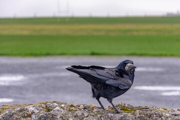 Raven / crow on the fence curiously looking at you