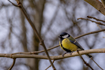 Yellow tit on the autumn tree branches