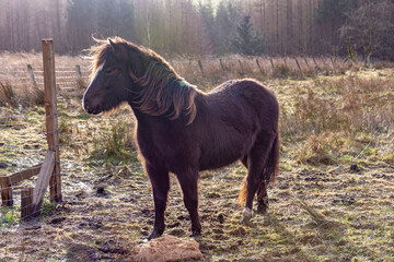 Lonely horse grazing on the field in winter time
