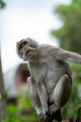 Monyet Hutan Forest Monkey Indonesia

Interact with long-tailed macaques in their natural habitat in the peaceful ambience of Bali’s lush forests. The Sacred Monkey Forest Sanctuary is home to over 