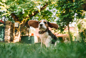 Beagle puppy on green grass in park. Cute lovely dog, pet, new member of family.