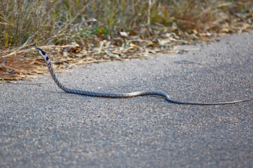 Twig Snake, Kruger National Park, South Africa