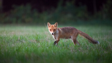Junger  Fuchs am frühen Morgen auf der Futtersuche